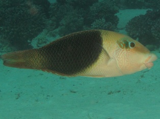 Hemigymnus Malapterus